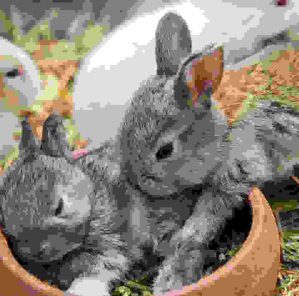 Proin venenatis felis