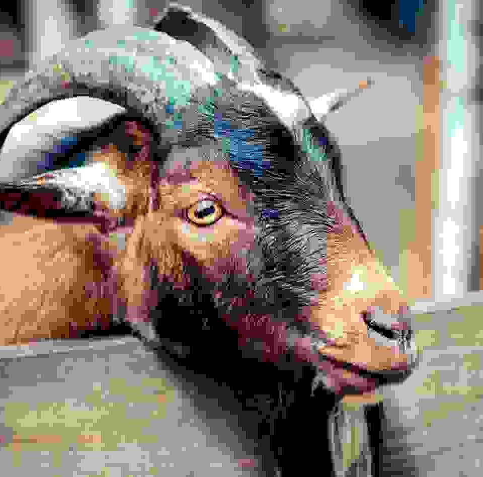 Donec in maximus augue