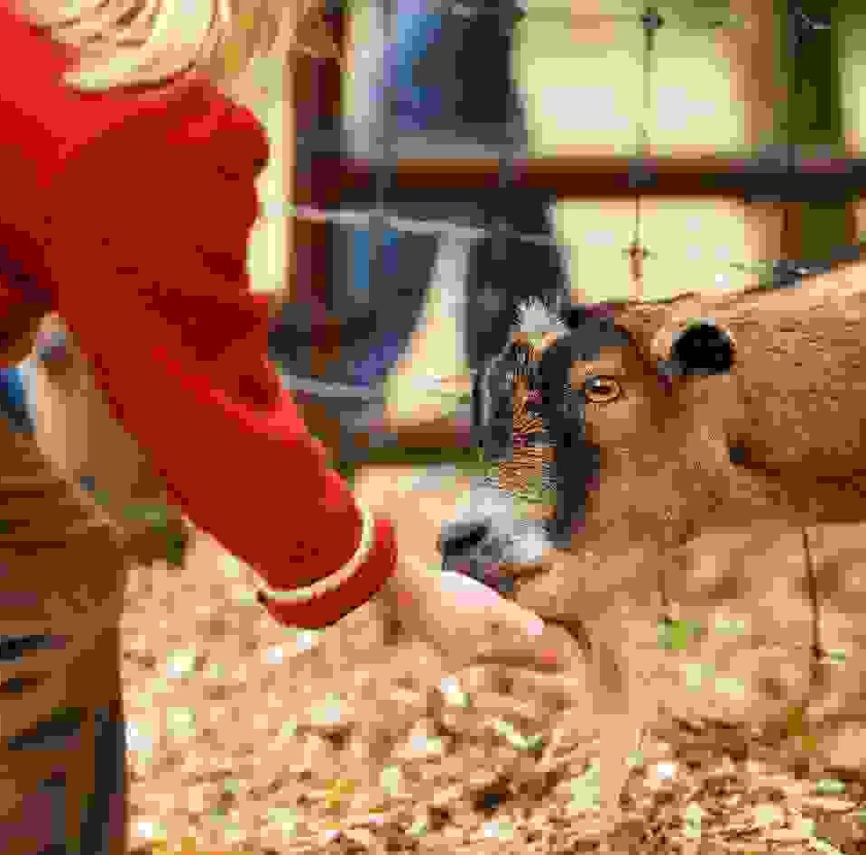 Fusce at semper tellus