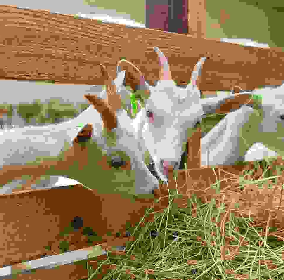 Mauris nec nunc neque